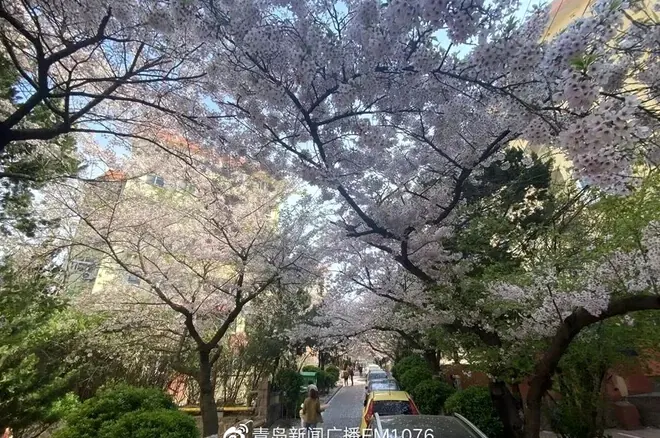 青岛六月旅游：考试季后的错峰出行