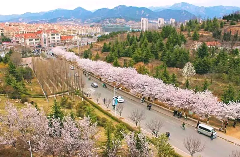 青岛六月旅游：考试季后的错峰出行示意图